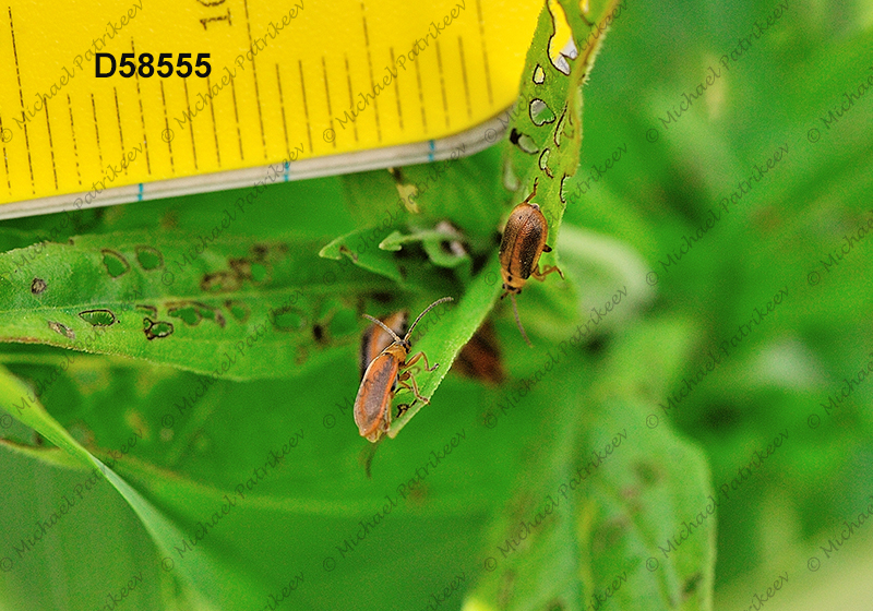 Black-margined Loosestrife Beetle (Neogalerucella calmariensis)